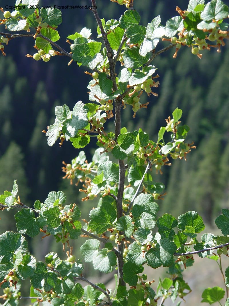 Ribes viscosissimum--ID. Idaho Co. Salmon R. Polly Bemis Ranch. 9 May 04. 120.jpg