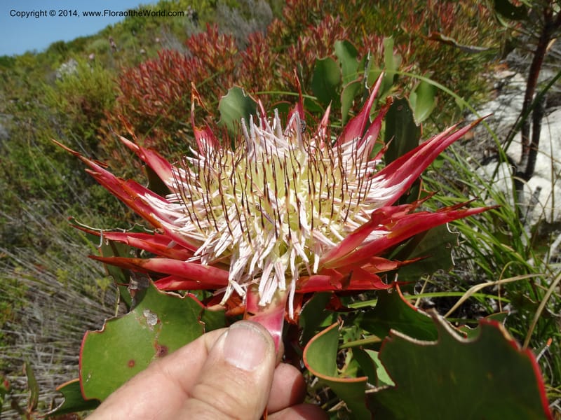 Protea cynaroides, Davidson, C 12315--South Africa. Western Cape. E. side, Fernkloof. 24 Jan 2014. DSC01799 (138).JPG
