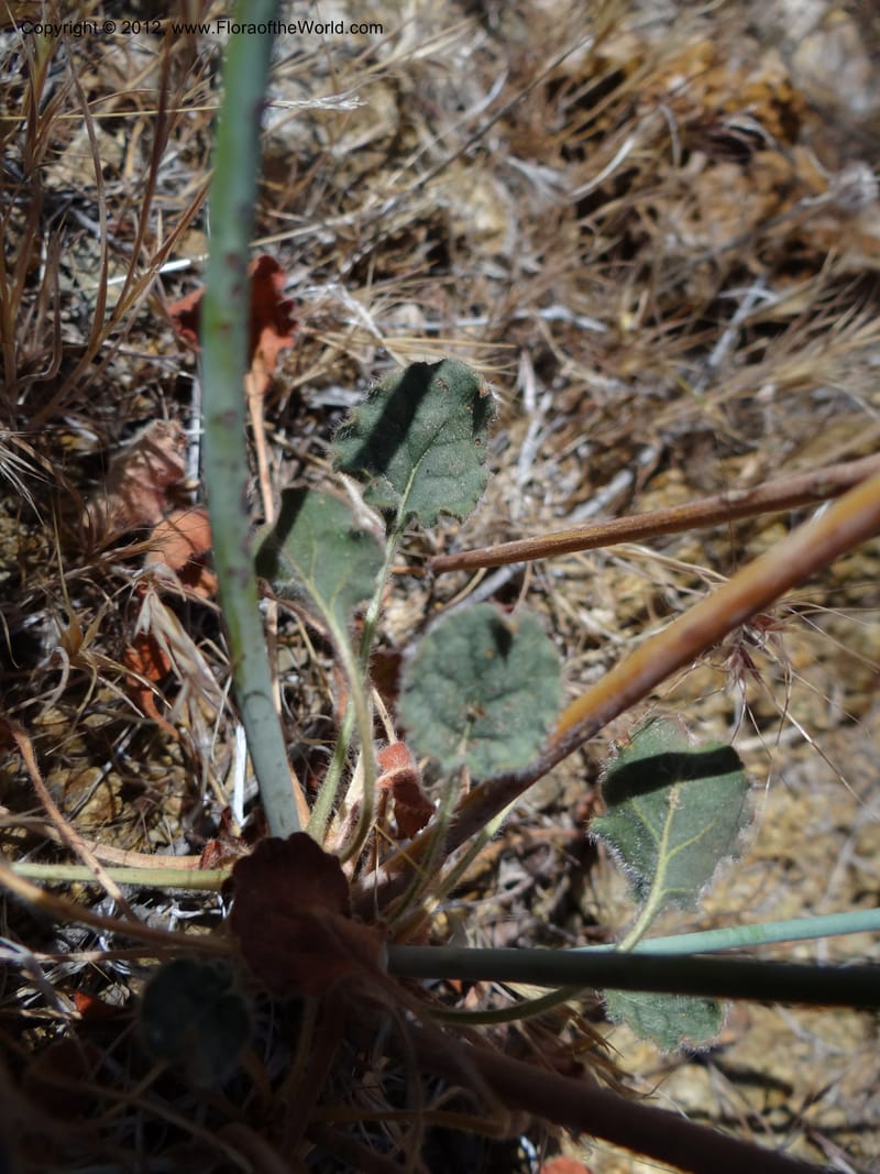 Eriogonum inflatum, Davidson, C 11926--AZ. Yavapai Co. Crown King Rd. 7 May 2012. DSC0894 1 (114).JPG