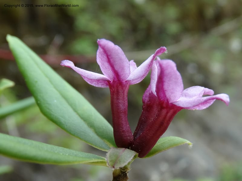 Daphne, Boufford, D 43616--China. Sichuan. ShaShiDuo. 8 May 2014. DSC04232 (39).JPG