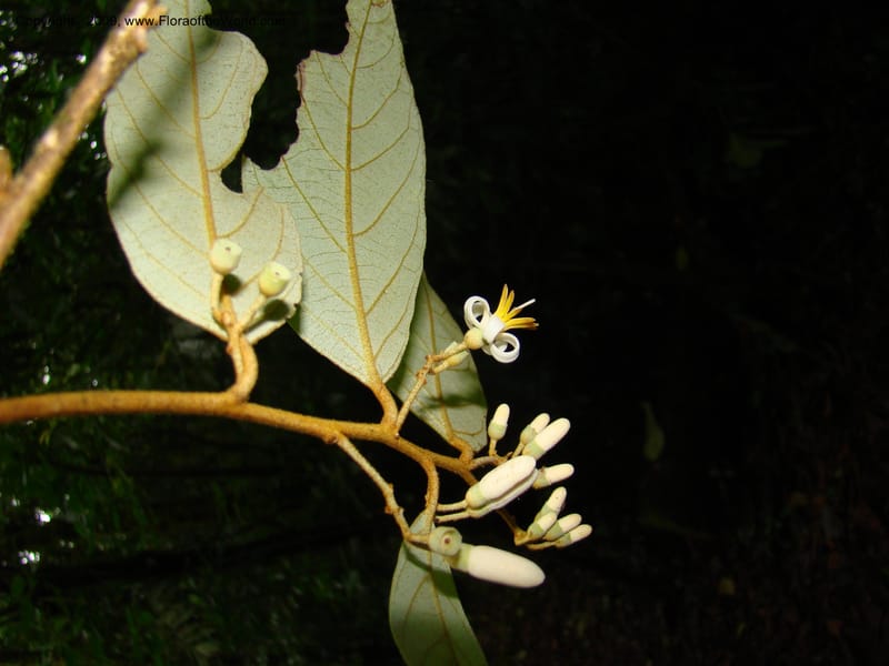 Styrax nicaraguense, WDStevens27263--Nicaragua. Matagalpa. Cerro Picacho at Selva Negra. 16 Jun 08. 029.jpg