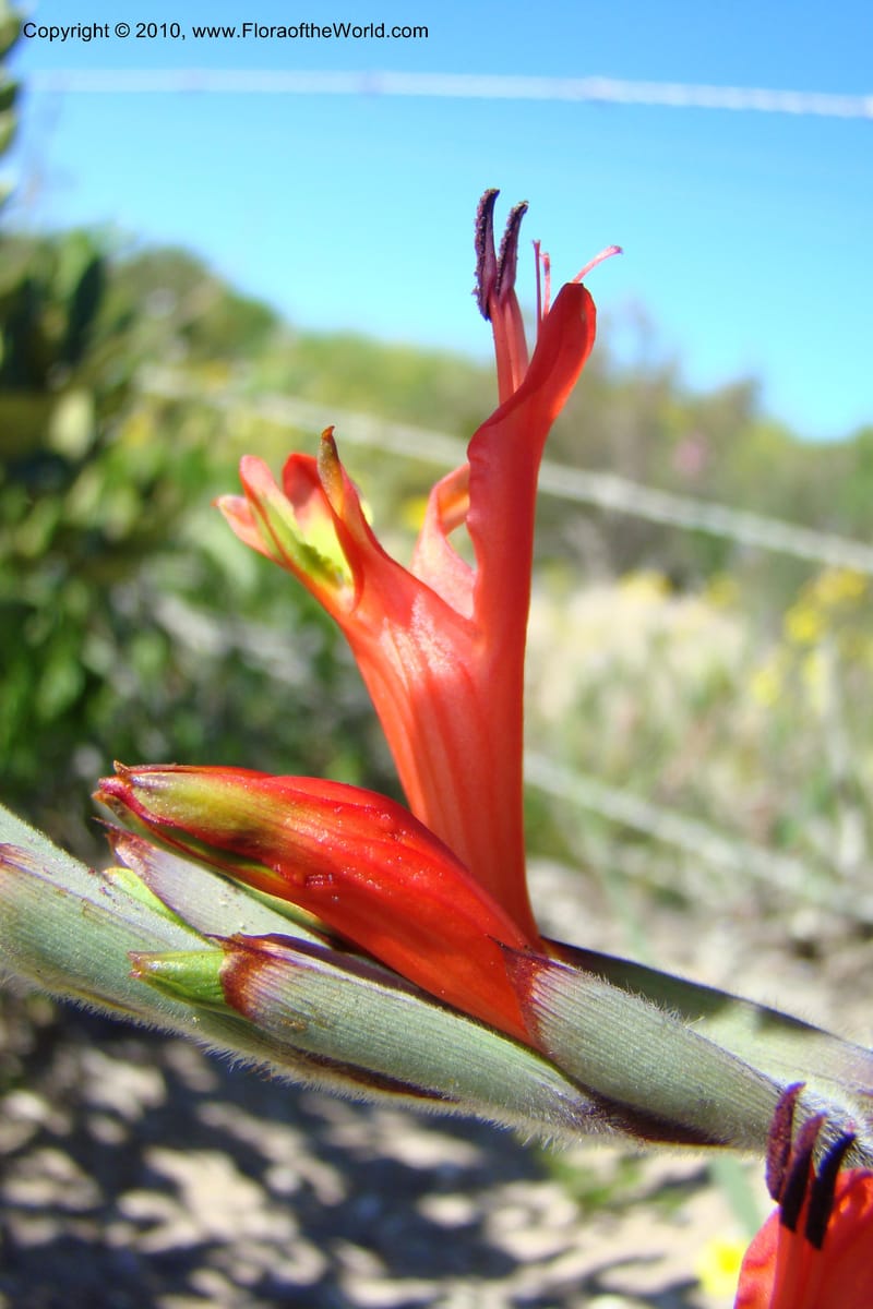 Babiana ringens, C. Davidson 11501--South Africa. Western Cape. R27, 5 km N of Velddrif. 24 Aug 09. 080 (11).jpg