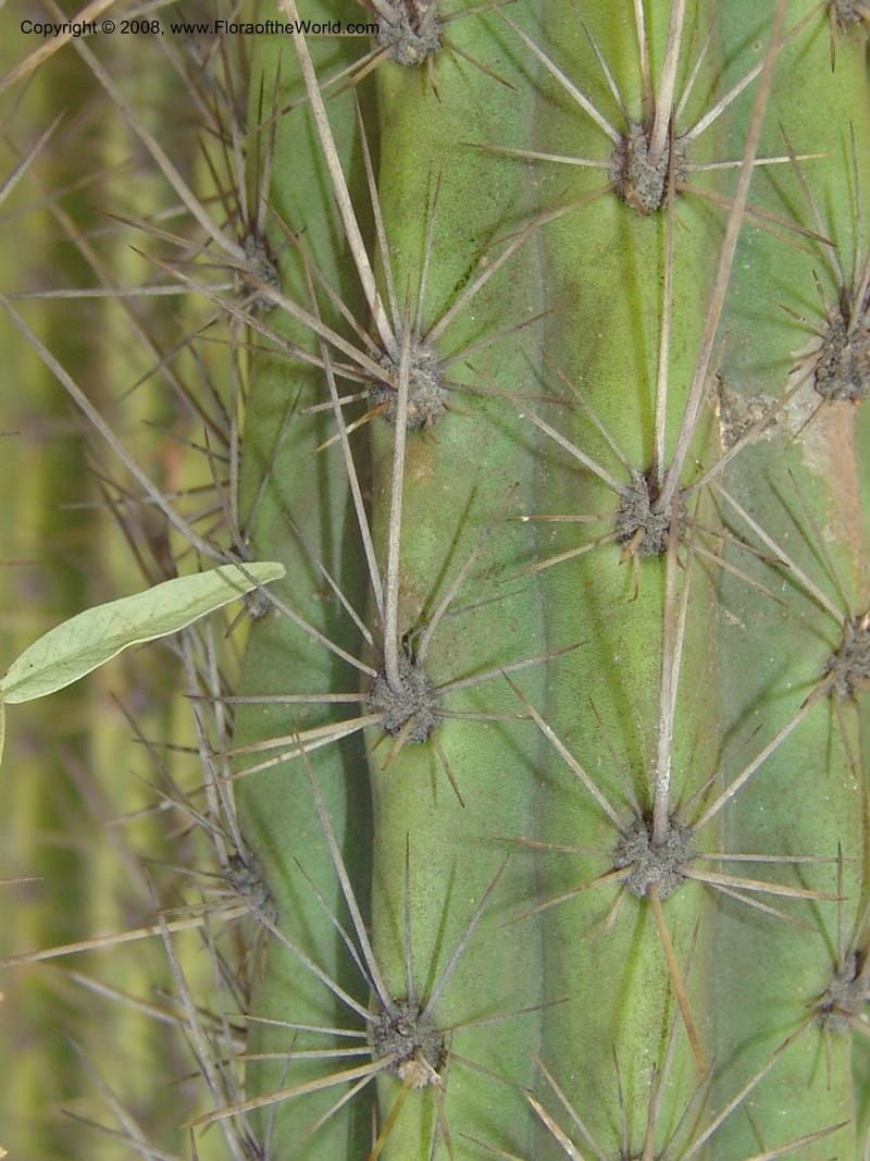 Corryocactus melanotrichus, nr. 1436--Bolivia. La Paz. Jardin Botanico La Paz. 3 Dec 04. 098.jpg