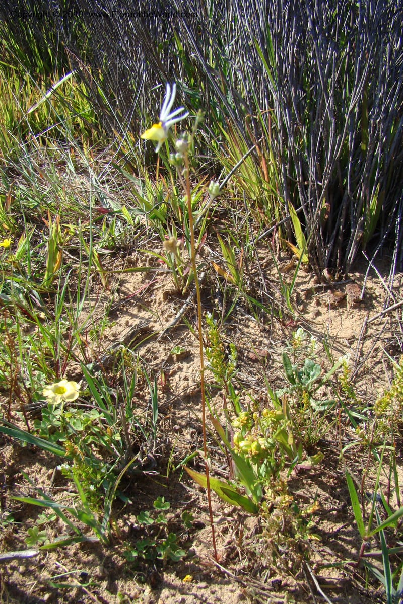 Nemesia cheiranthus, C. Davidson 11523--South Africa. Northern Cape. Papkuilsfontein. 25 Aug 09. 216 (2).jpg