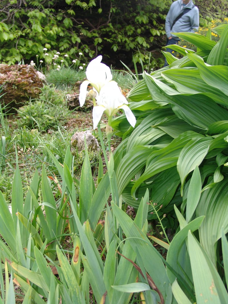 Iris florentina--France. Paris. Jardin des Plantes. 28 Apr 05. 148.jpg