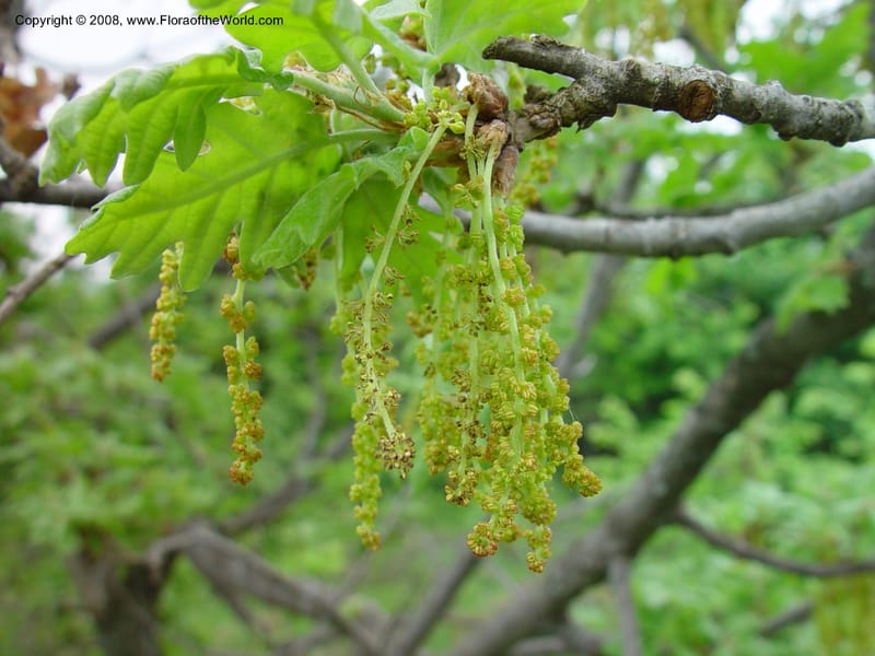 Quercus--Italy. Abruzzo. Eremi di San Bartolome, Roccamorice. 10 May 02. 036.jpg