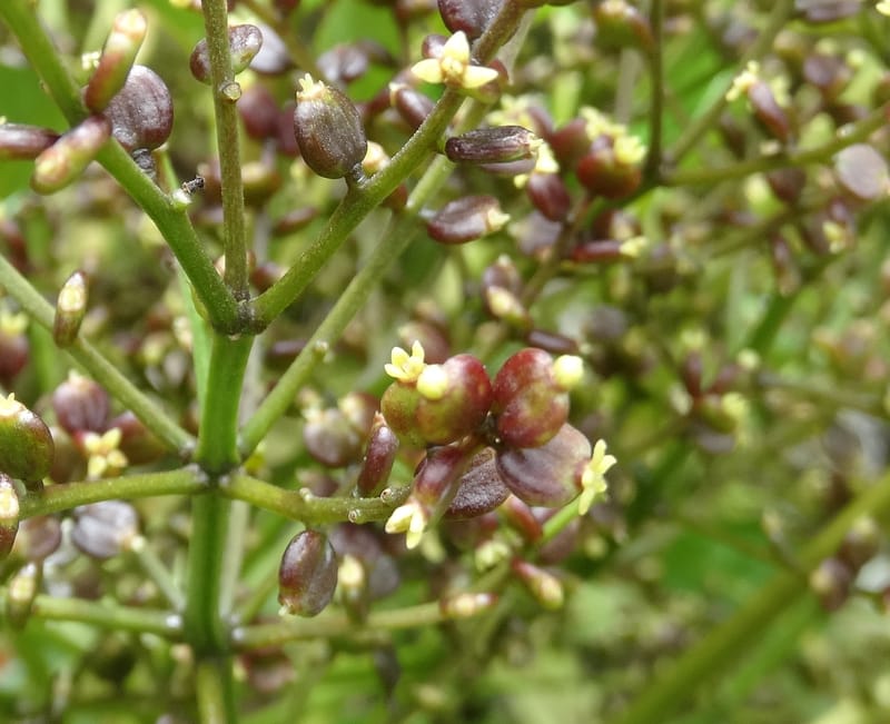 Plerandra grandiflora, Plunkett, G 3178-- Fiji. Delaikoro Mtn. 3 Nov 2015. DSC08393 (32).JPG