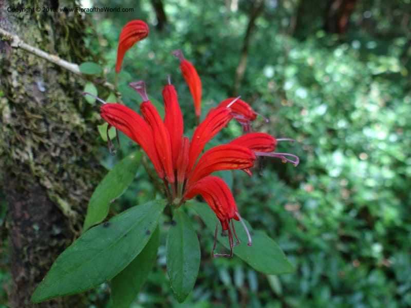 Aeschynanthus, VC 5477--Thailand. Chiang Mai Prov. Doi Suthep Pui Nat. Park. 7 Nov 2012. DSC07362 (180).JPG