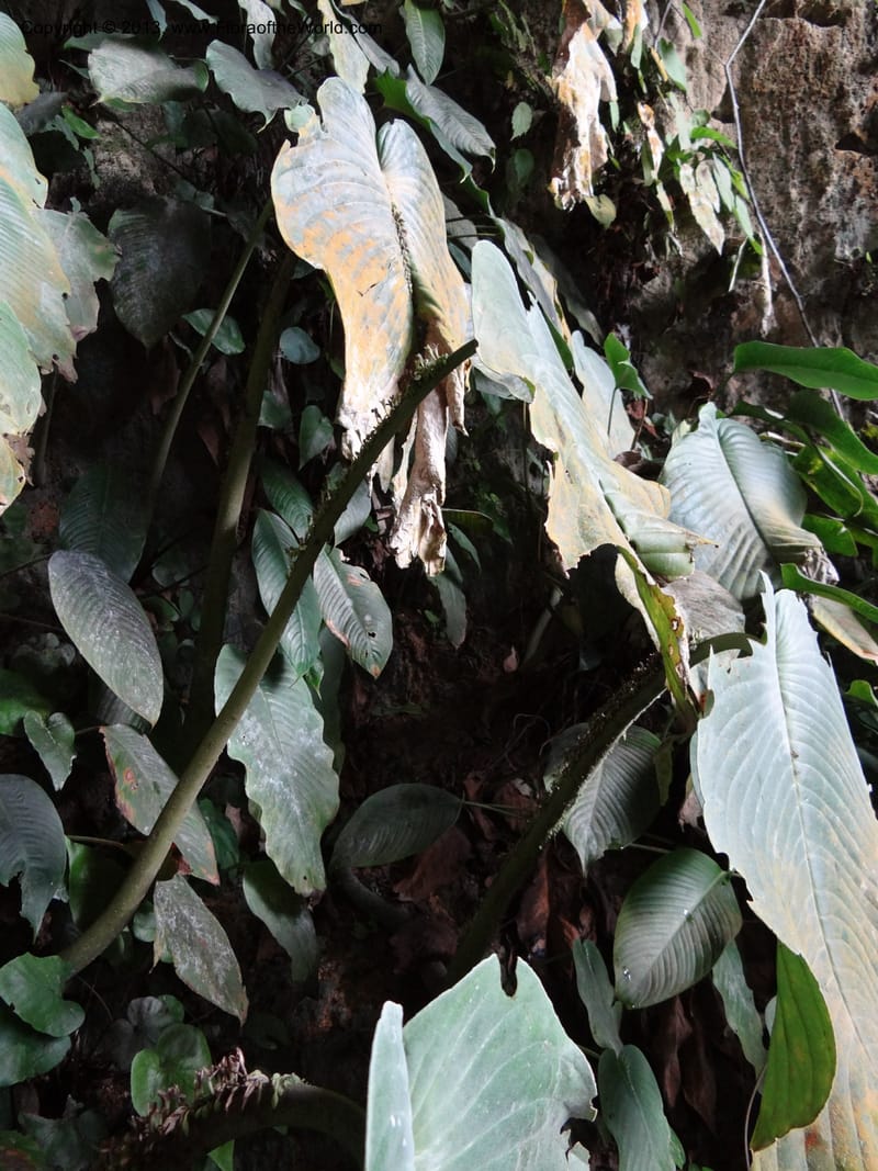 Monophyllaea singularis, S.98866--Sarawak. Fairy Cave. 27 Mar 2012. DSC05645 (8).JPG