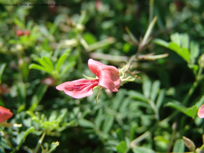 Indigofera miniata--TX. Johnson Wildflower Center. 13 Jun 04. 008.jpg