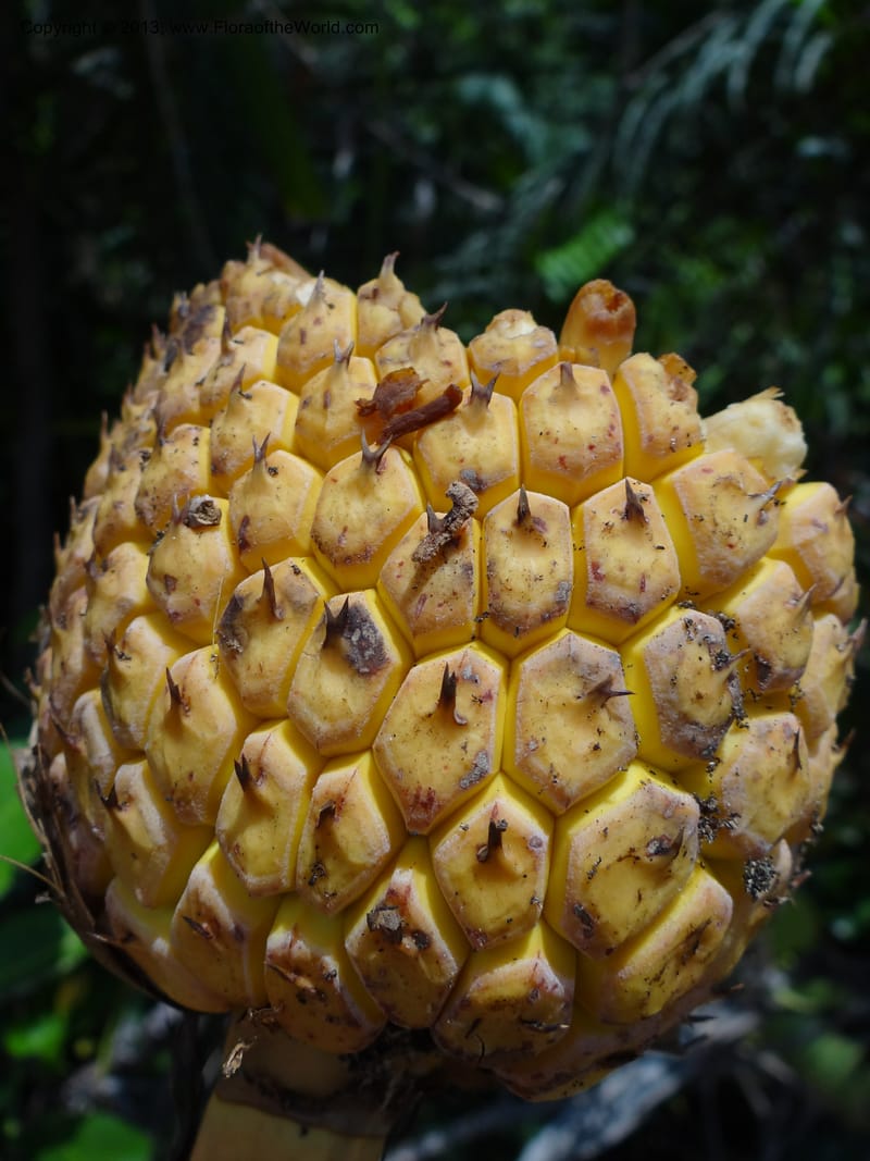 Pandanus kamiae, Callmander, M 1021--Sabah. Klias Forest Reserve. 3 Apr 2012. DSC06489 (96).JPG
