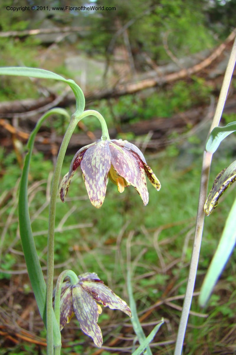Fritillaria atropurpurea, C. Davidson 11437--Idaho. Valley Co. Payette Lake. Sylvan Beach. 7 June 2009. 036.jpg