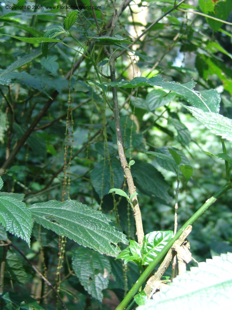 Boehmeria macrophylla--Kenya. Kakamega Forest. 8 Jul 04. 150.jpg