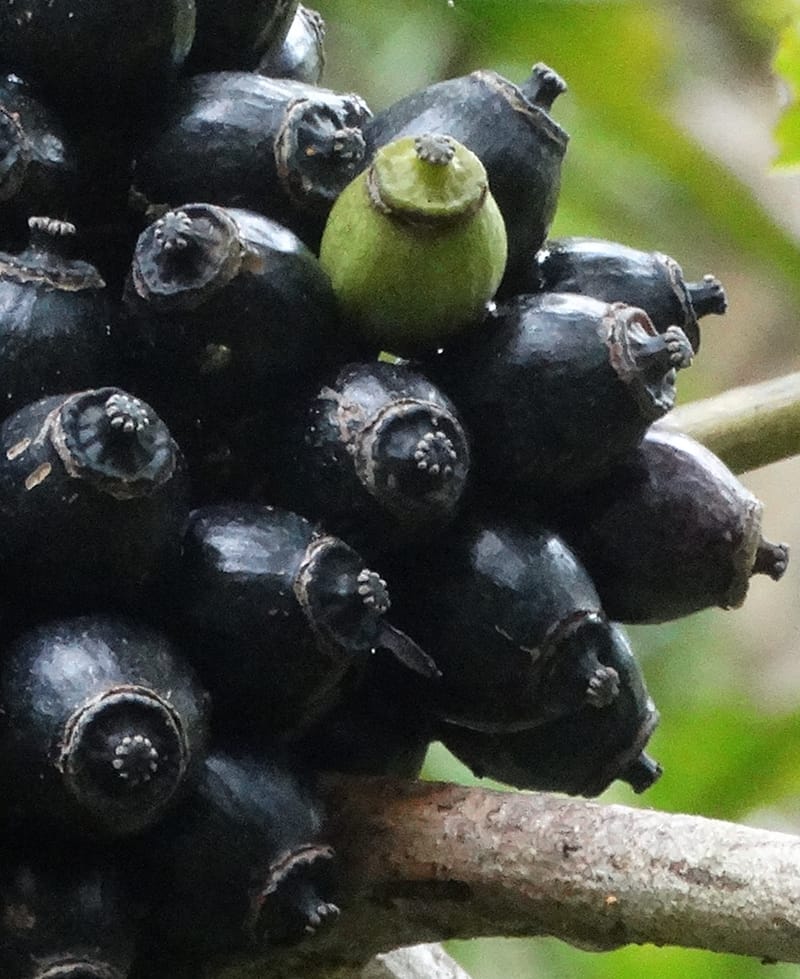 Plerandra insolita, Plunkett, G 3186--Fiji. Waisali Rainf. Reserve. 4 Nov 2015. DSC08848 (224).JPG