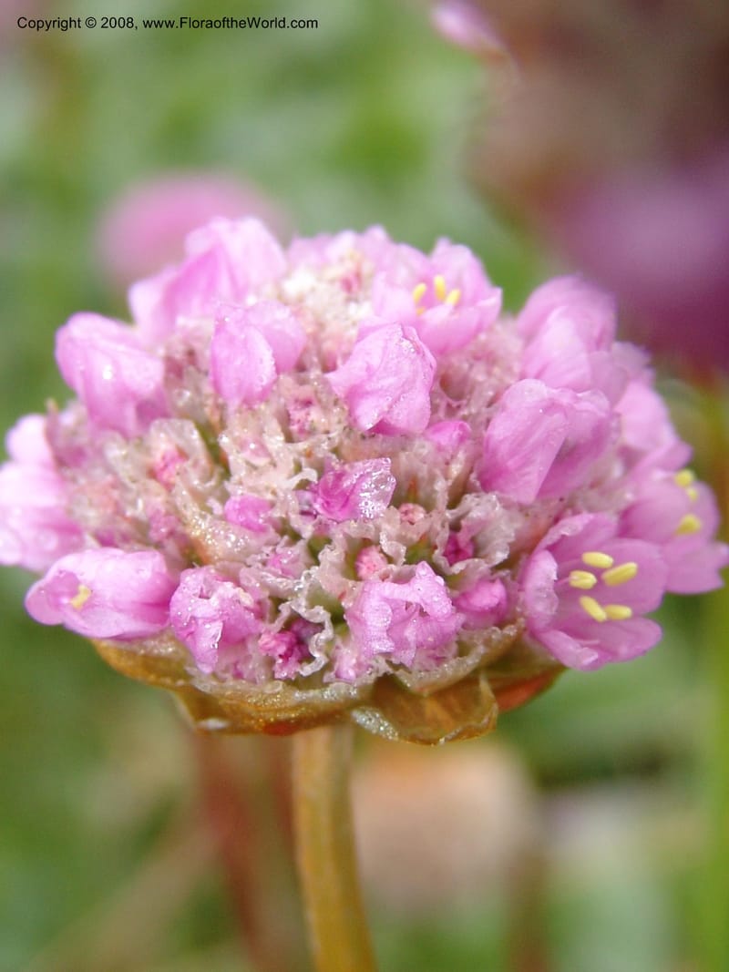 Armeria maritima ssp californica--CA. Mendocino Co. Pt. Arena Light house. 25 Jun 06. 028.jpg