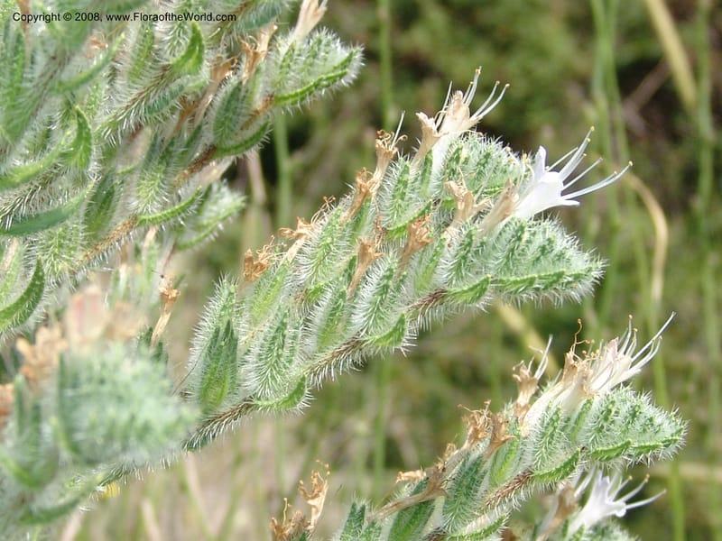 Echium italicum ssp biebersteinii--Crete. Ep. Kisamos. Sirikari Gorge. 25 May 05. 142.jpg