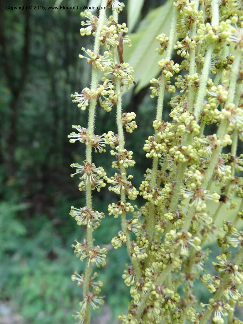 Quercus, Boufford, D 43691--China. Sichuan. LongDongZhen on Rd. to LeiYuan Shan. 13 May 2014. DSC05860 (125).JPG