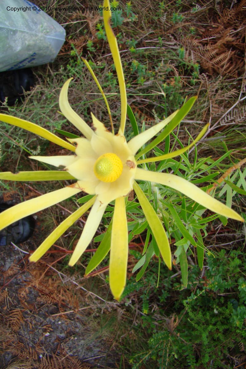 Leucadendron salingnum, C. Davidson 11492--South Africa. Marloth Nat. Res. Langeberg Mts. 22 Aug 09. 231.jpg