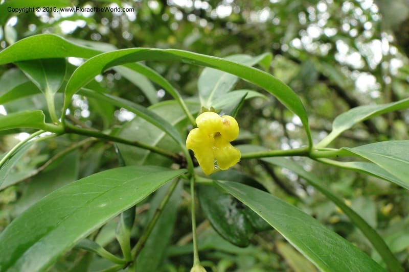 Pittosporum, Regalado 1773--Viet Nam. Ban Khoang Commune. 4 May 2011. 095 (2).jpg