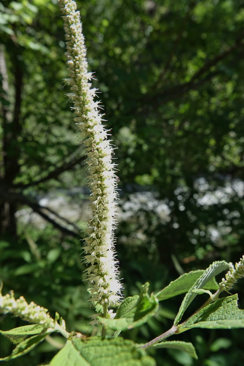 Elsholtzia fruticosa, C. Davidson 13758--China. Sichuan. Yibailingba-gou. 12 Aug 2017. DSC04660 (571).JPG