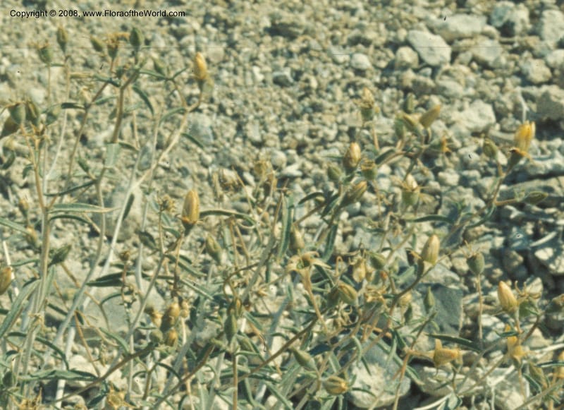 Mentzelia leucophylla, CDavidson5741--CA. S. Bernardino Co. Clark Mtn., Keany Pass. 28 May 77. 001B.jpg