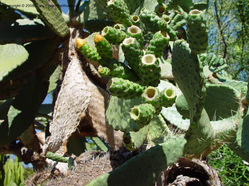 Opuntia moniliformis (No nr.)--FL. Fairchild Tropical Garden. 15 Jan. 03. 082.jpg