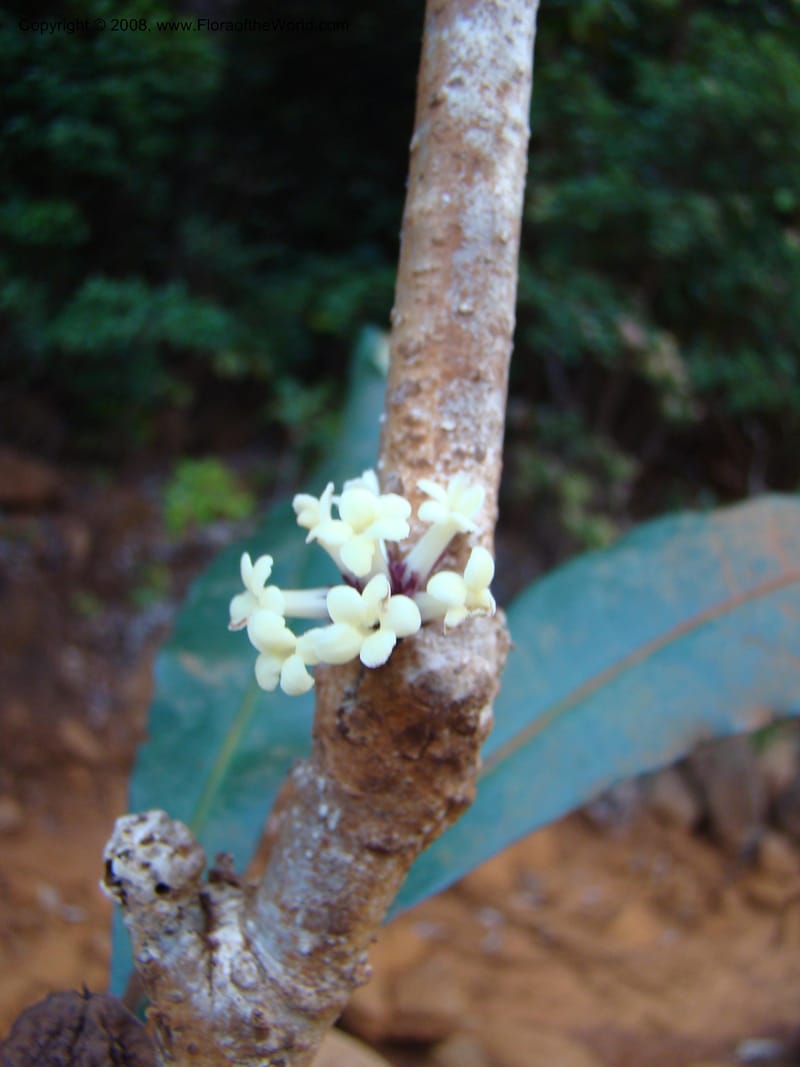 Pittosporum, CGemmill627--New Caledonia. Kwe Bwinyi Riv., old bridge. 18 Nov 07. 047.jpg