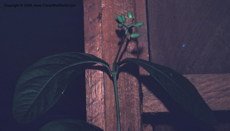 Neea amplifolia, CDavidson8552--Costa Rica. Limon. Hda. Tapezco. 20 Aug 79. 002.jpg