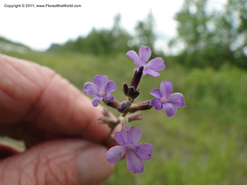 Buchnera americana, Mori, S 27419, USA, North Carolina, Jones Co, Catfish L Rd 10.5 miles from jct with Hwy 58, E of Maysville, 23 May 2010 (10).JPG