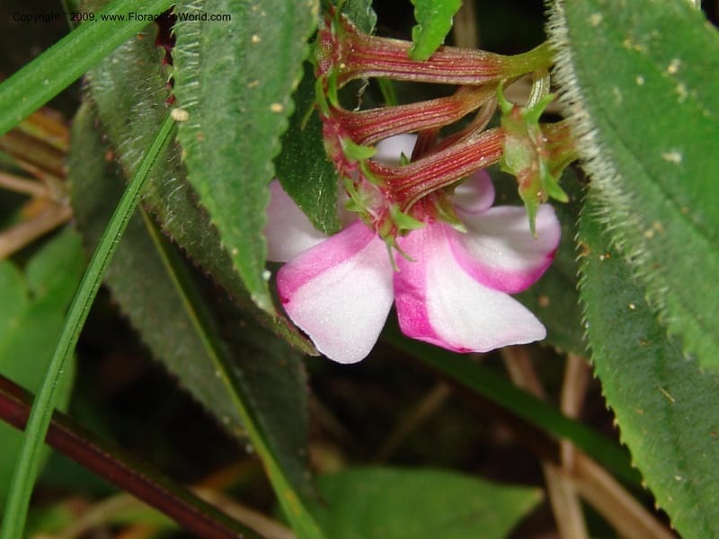 Salpinga maranonensis, DNeill15939--Ecuador. Prv. Zam. Ch. C del Condor. Wawaime plot. 22 Sep 07. 323.jpg