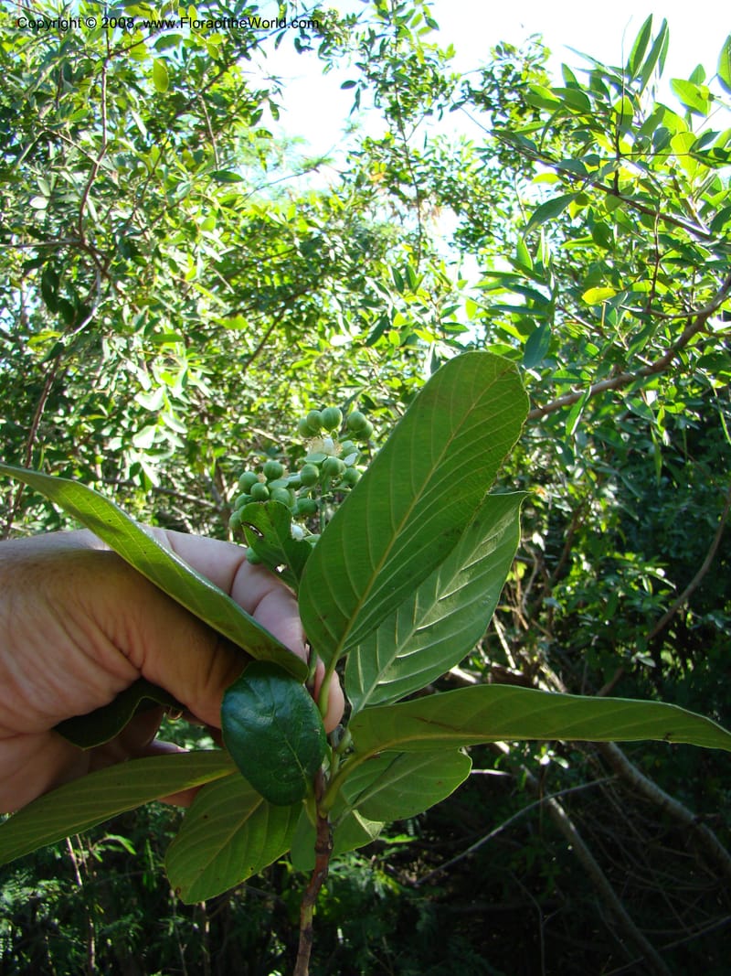Tetracera billardieri--N.Caled. Parc Zool. & Forest., Noumea. 10 Nov 07. 025.jpg