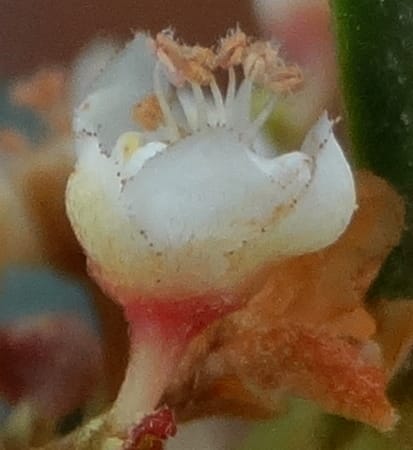 Guioa villosa, Callmander, M 1257--New Caledonia. Tiebaghi. 17 Nov 2015. DSC03437 (218).JPG