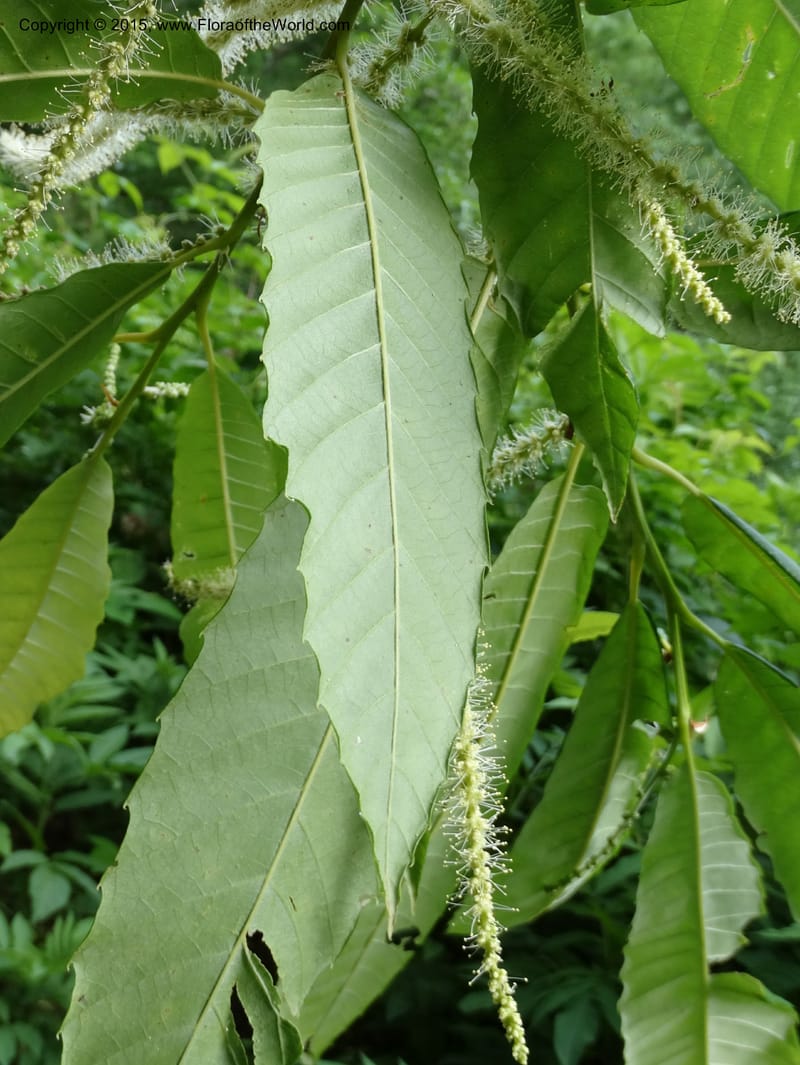 Foliage and catkins on a flowering branch