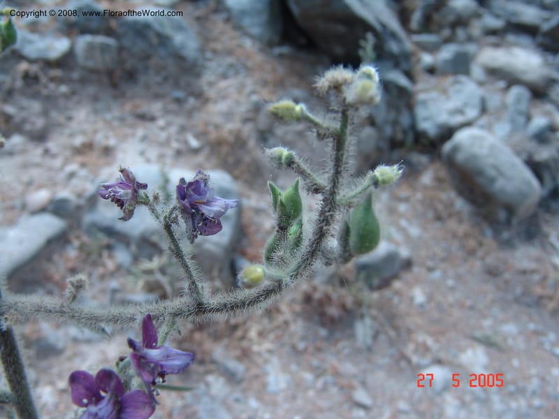 Delphinium staphisagria--Crete. Samaria Gorge. 27 May 05.  224.jpg