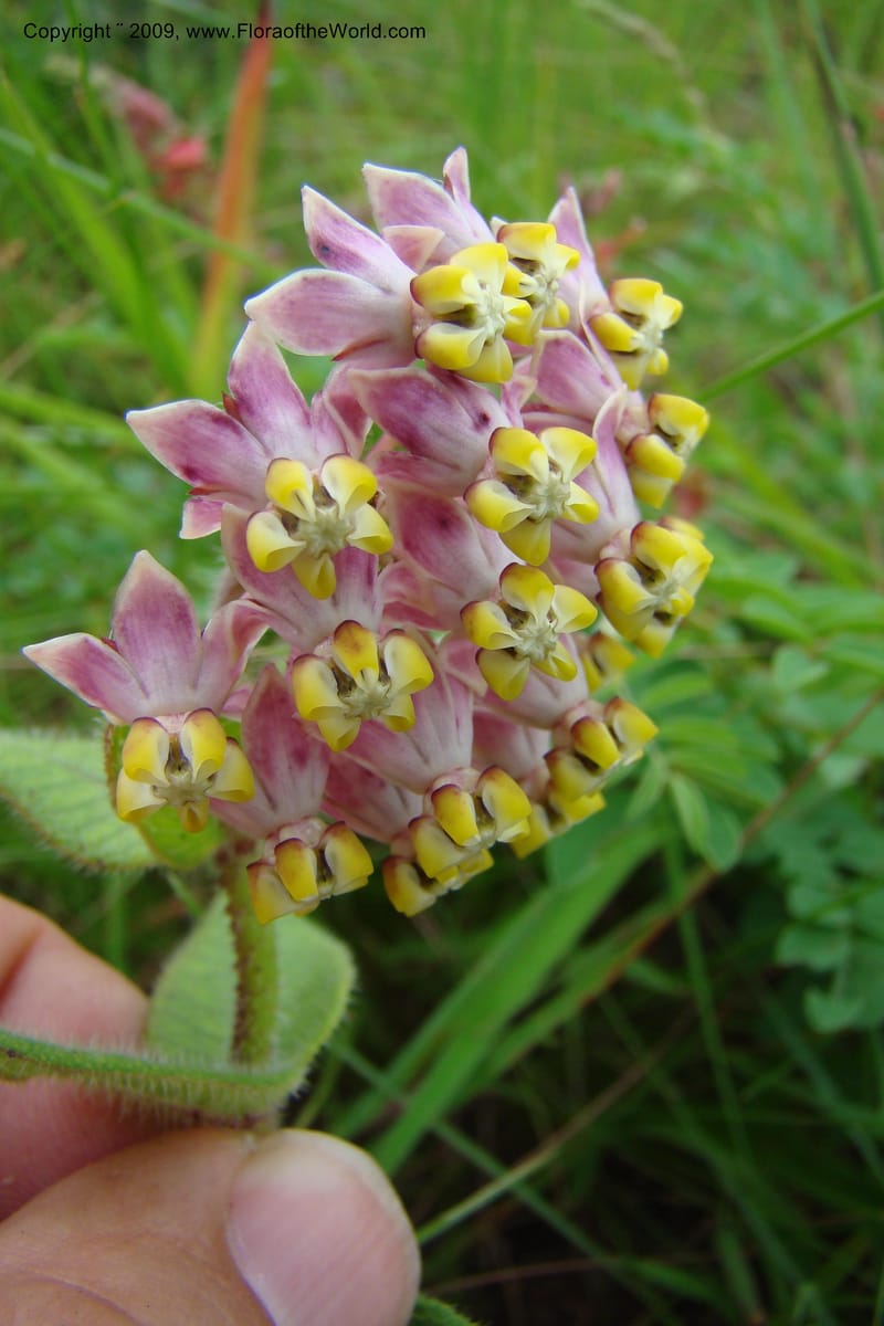 Asclepias albens, Z. Rogers 1305--South Africa. KwaZulu-Natal. Krantzkloof Nat. Res. 24 Jan 09. 251.jpg