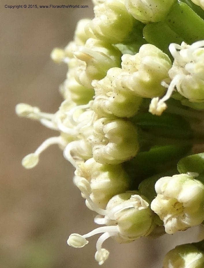 Asteriscium chilensis, Davidson, C 12819--Chile. Ruta J-55 east of Talca. 27 Nov 2014. DSC08479 (56).JPG