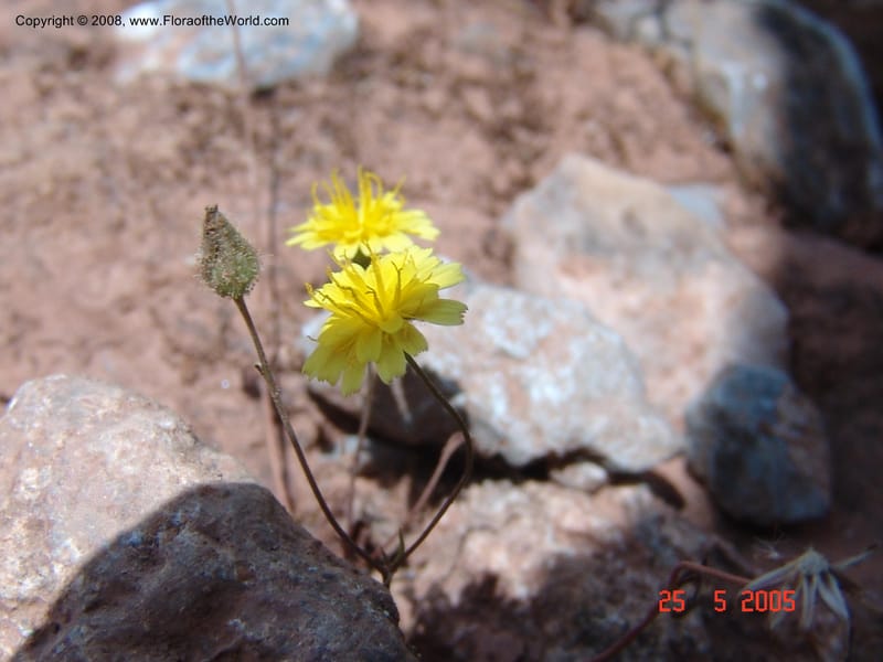 Crepis cretica Area --Crete. Ep. Kisamos. Sirikari Gorge. 25 May 05. 365.jpg