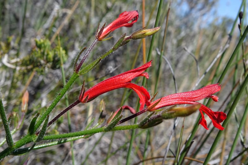 Leschenaultia, Davidson, C 13425--Australia. W.A. Green Head-Coorow Rd. Stop 2. 24 Oct 2016. DSC04873 (17).JPG