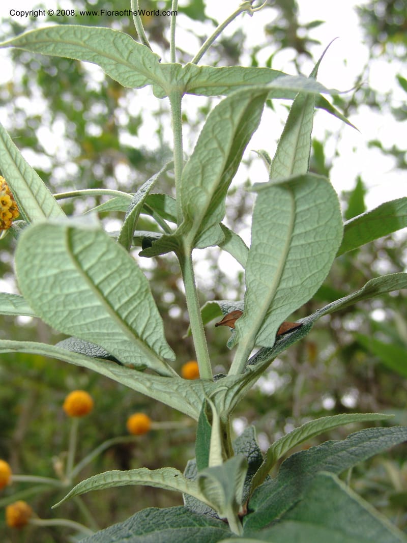 Buddleja globosa, 77.0292CA. UC Berkeley Bot. Garden.  30 Jun 06. 121.jpg