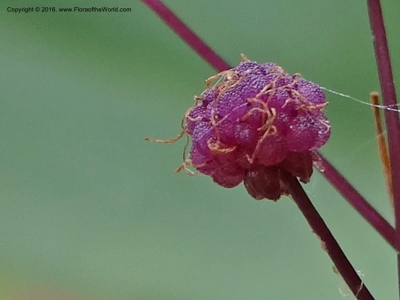 Sciaphila, Davidson, C 12754--Sabah. Hampuan FR. 13 Oct 2014. DSC04689 (157).JPG