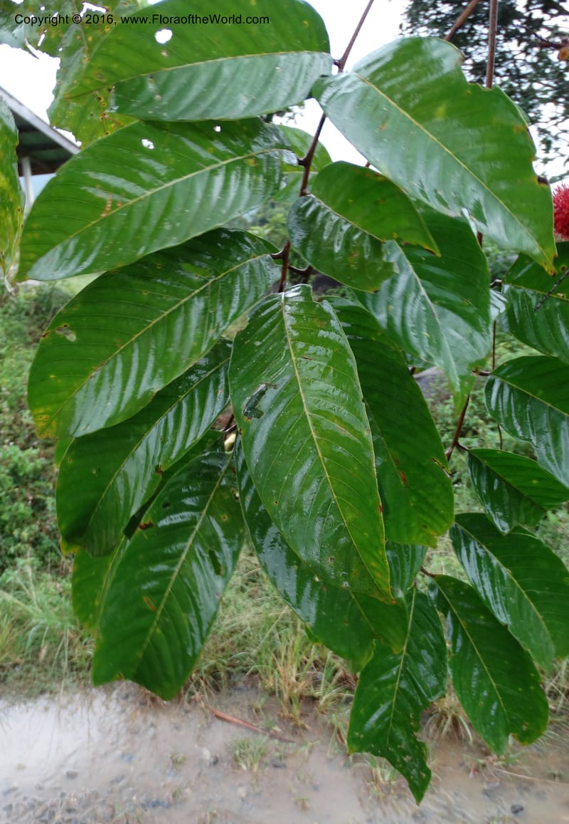 Lepisanthes, Buerki, S 368--Sabah. Sg. Mokodou. 12 Oct 2014. DSC04629 (34).JPG