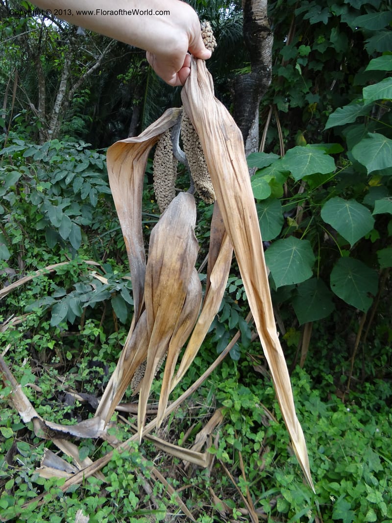 Pandanus unicornutus, Callmander, M 1049--Thailand. Chumphon Prov. Tambon Mab Amarit. 13 Nov 2012. DSC09009 (5).JPG