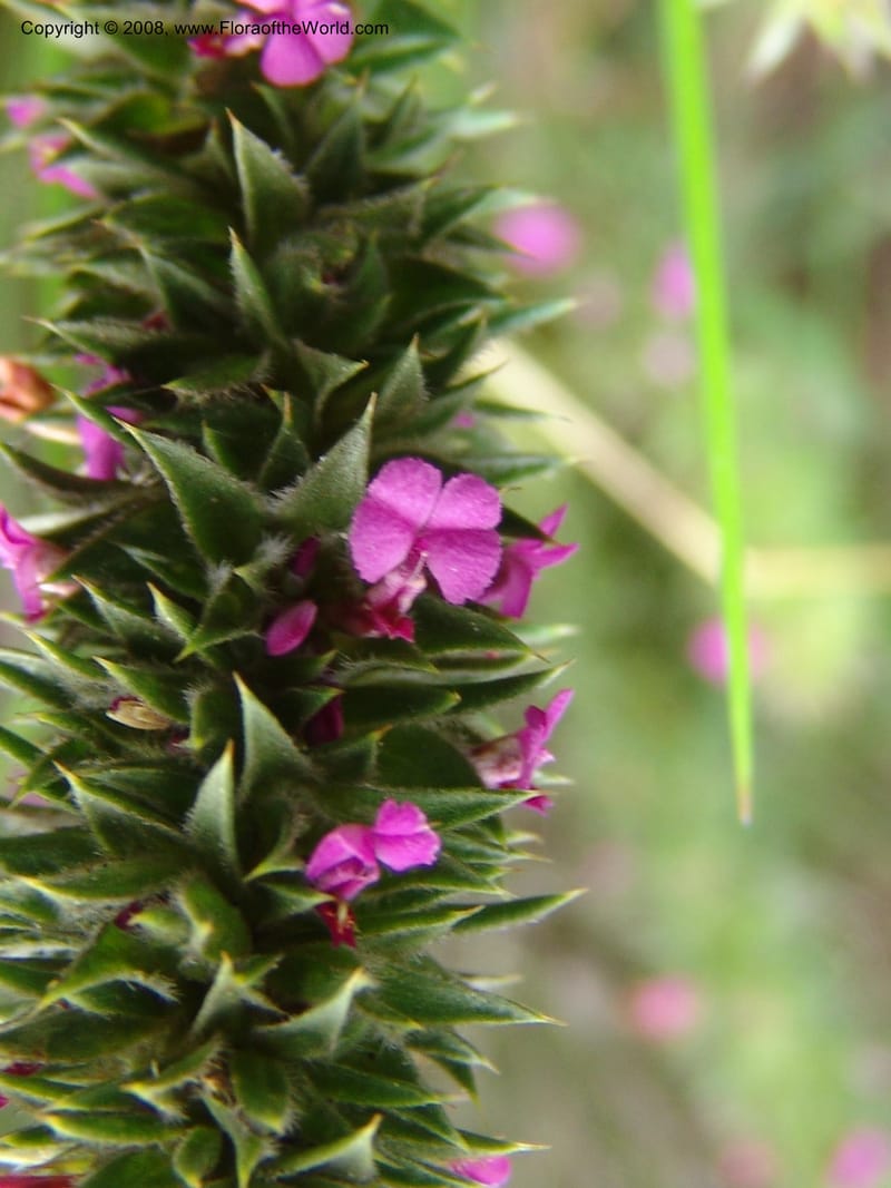 Muraltia alopecuroides--So.Africa. E. Cape. Van Stadens Wildfl. Res.. 6 Mch 05. 081.jpg