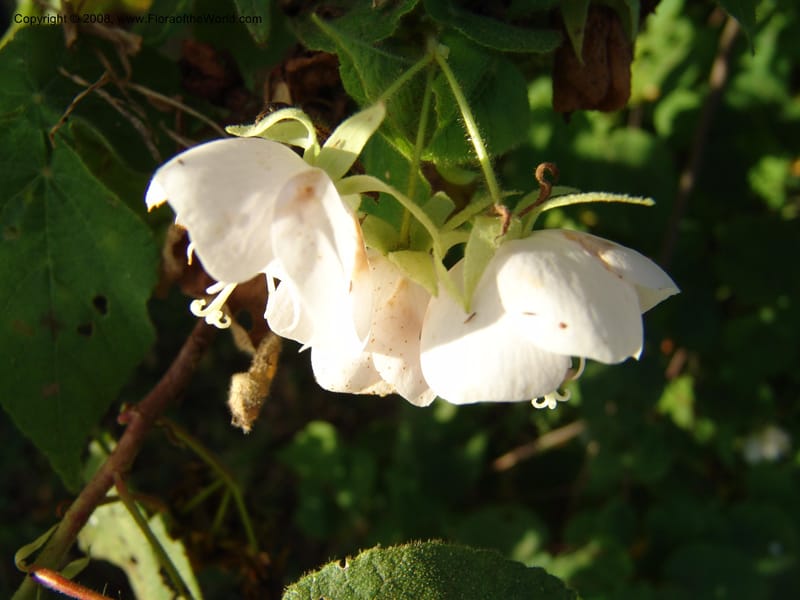 Dombeya torrida--Kenya. Brackenhurst Bot. Gard., Limuru. 26 Jun 04. 036.jpg