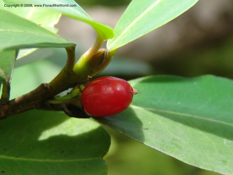 Erythroxylum pictum--So.Africa. E. Cape. Umtanvuna Nat. Res. 11 Mch 05. 495.jpg