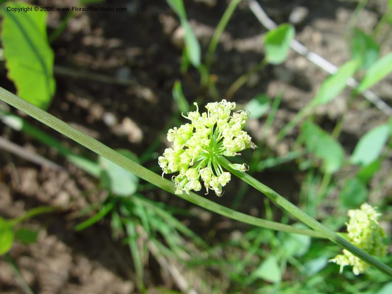 Lomatium nudicaule--ID. Boise Co. Summit of Horseshoe Bend Hill, Hwy 55. 27 Apr 03. 004.jpg