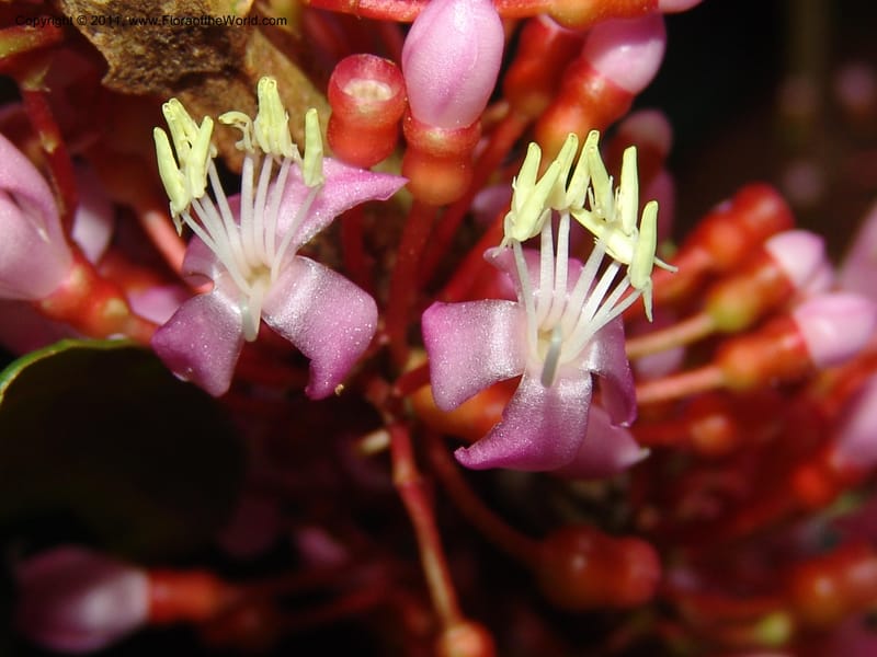 Medinilla, ROR1585--Madag. Parc Nat. Montagne d'Ambre. 11 Nov 06. 134.jpg