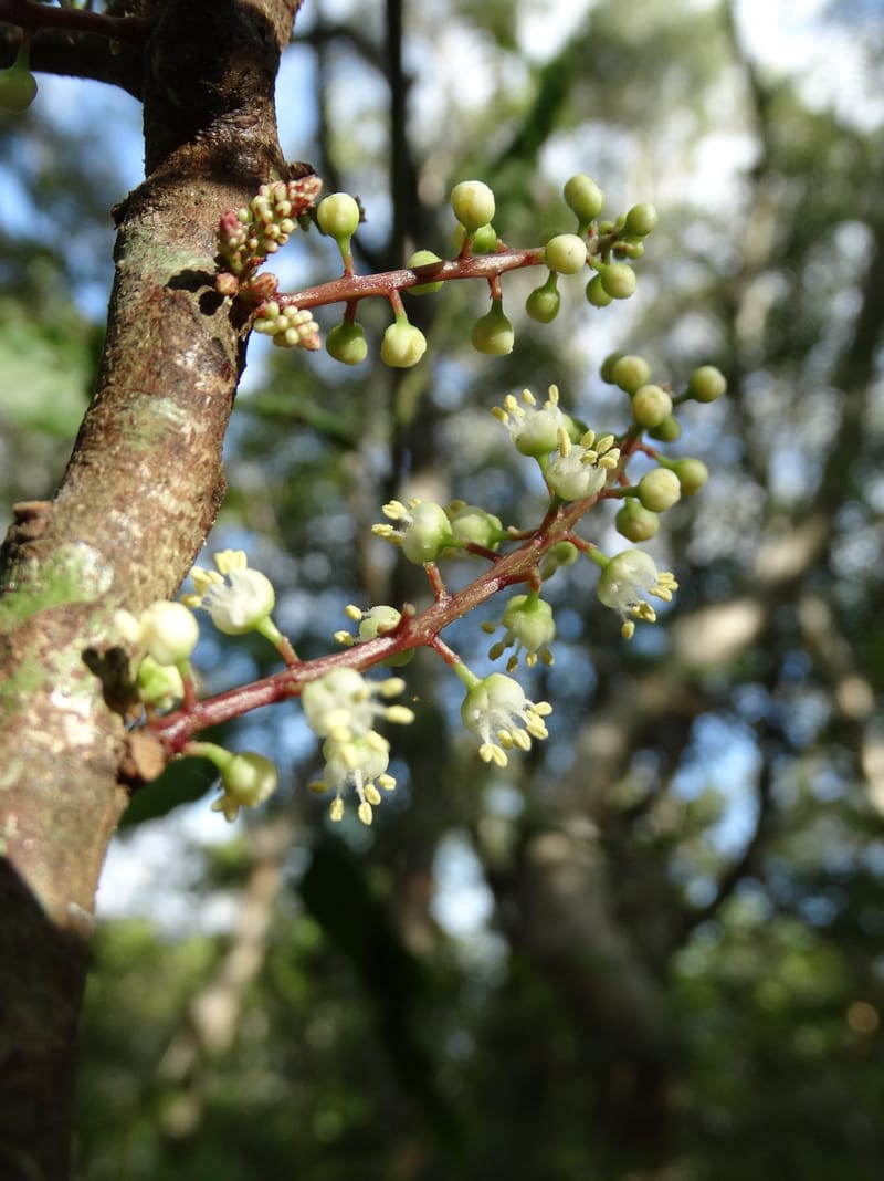 Cupaniopsis inoploea, Munzinger, J 7406--New Caledonia. Haute Robinson. 11 Nov. 2015. DSC00909 (514).JPG