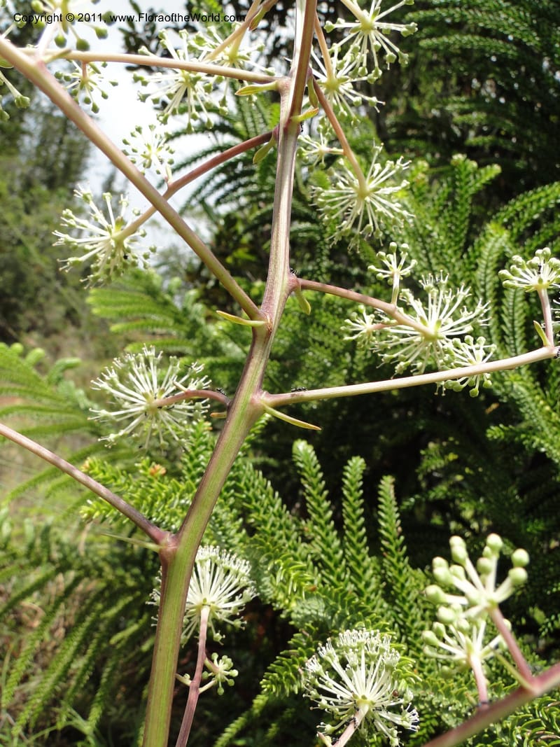 Myodocarpus fraxinifolius, (Lowry, P. P 7180)--New Caledonia. Mont Dore. 20 Jan 2010. 1842 (10).JPG