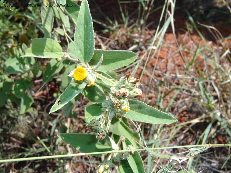 Melhania acuminata--So.Africa. Mpumal. twd Rietfontein. 16 Mch 05. 432.jpg
